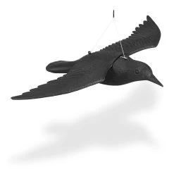 Taubenschreck In Schwarz